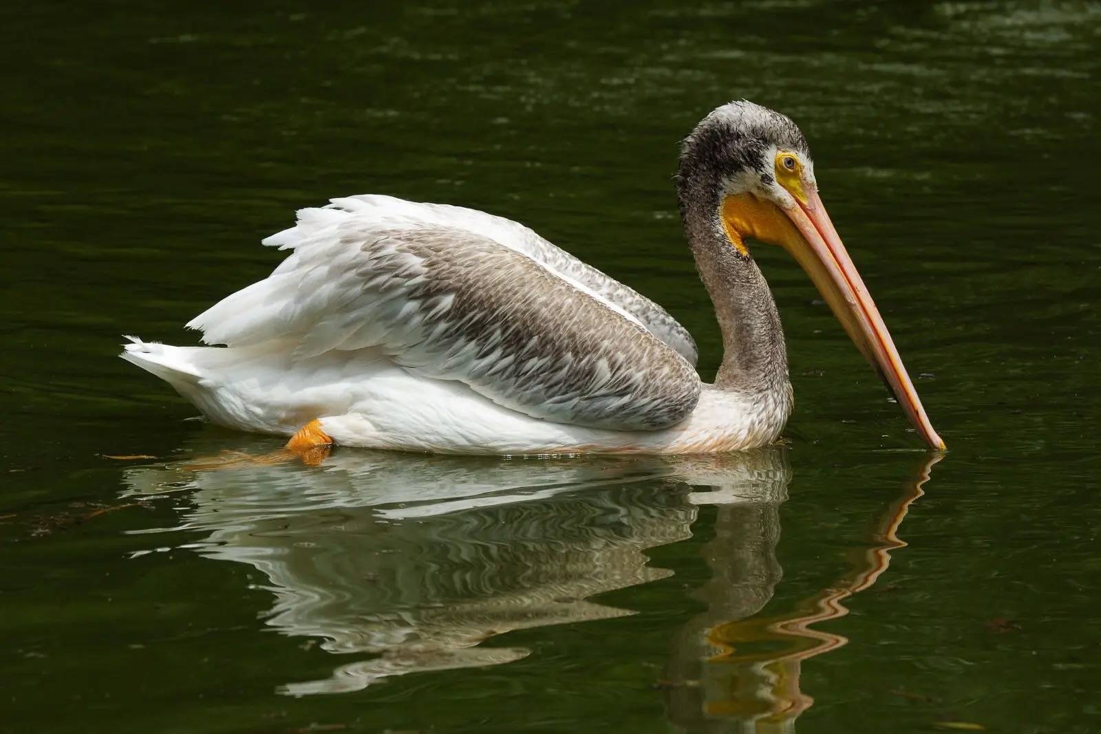 By Ralph Daily is licensed under CC BY-NC-SA 2.0.